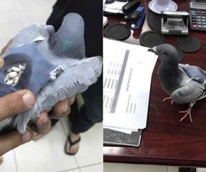 จับนกพิราบ ลักลอบขนยาเสพติดข้ามชาติ พบอัดมากว่า 178 เม็ด !!