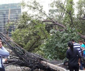 “ต้นไม้-เสาไฟ”ถ.ชิดลมล้ม ทับคนดับ1เจ็บ2 รองโฆษกตร.เตือนเลี่ยงเส้นทาง