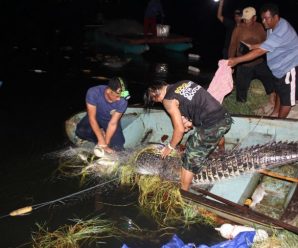 จับได้เเล้ว!! จระเข้ภูเก็ตหลังไล่ล่า 2 วัน 2 คืน สุดท้ายว่ายน้ำจนหมดแรง