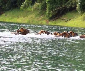 หาชมยาก ! ฝูงกระทิงรวมกลุ่มว่ายน้ำข้ามเขื่อนเชี่ยวหลาน (คลิป)