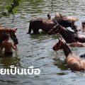 ม้าแข่ง 42 ตัว ตายเฉียบพลันไม่ทราบสาเหตุ ปศุสัตว์คาดป่วยโรคที่ไม่เคยเกิดในไทย